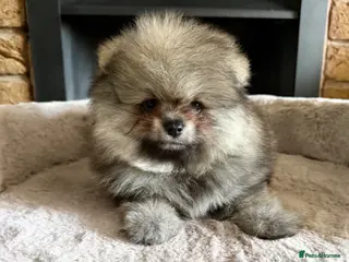 Pomeranian dogs ✨ Exclusive Teddy Bear Face Pomeranian Puppies ✨ - Advert 4