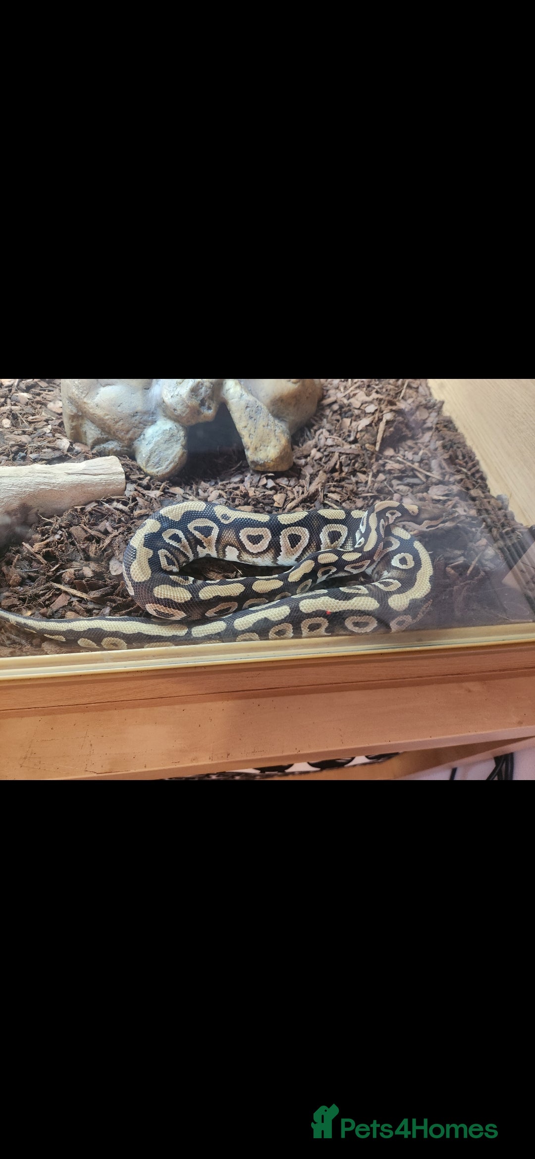 Python Snake reptiles for sale: Royal python including set up - Advert 2