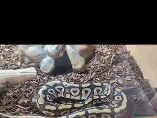 Python Snake reptiles Royal python including set up - Advert 1