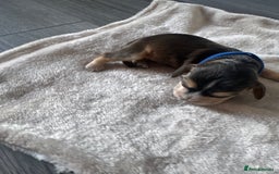 Cocker Spaniel dogs for sale: Stunning KC show cocker spaniels  - Image 15