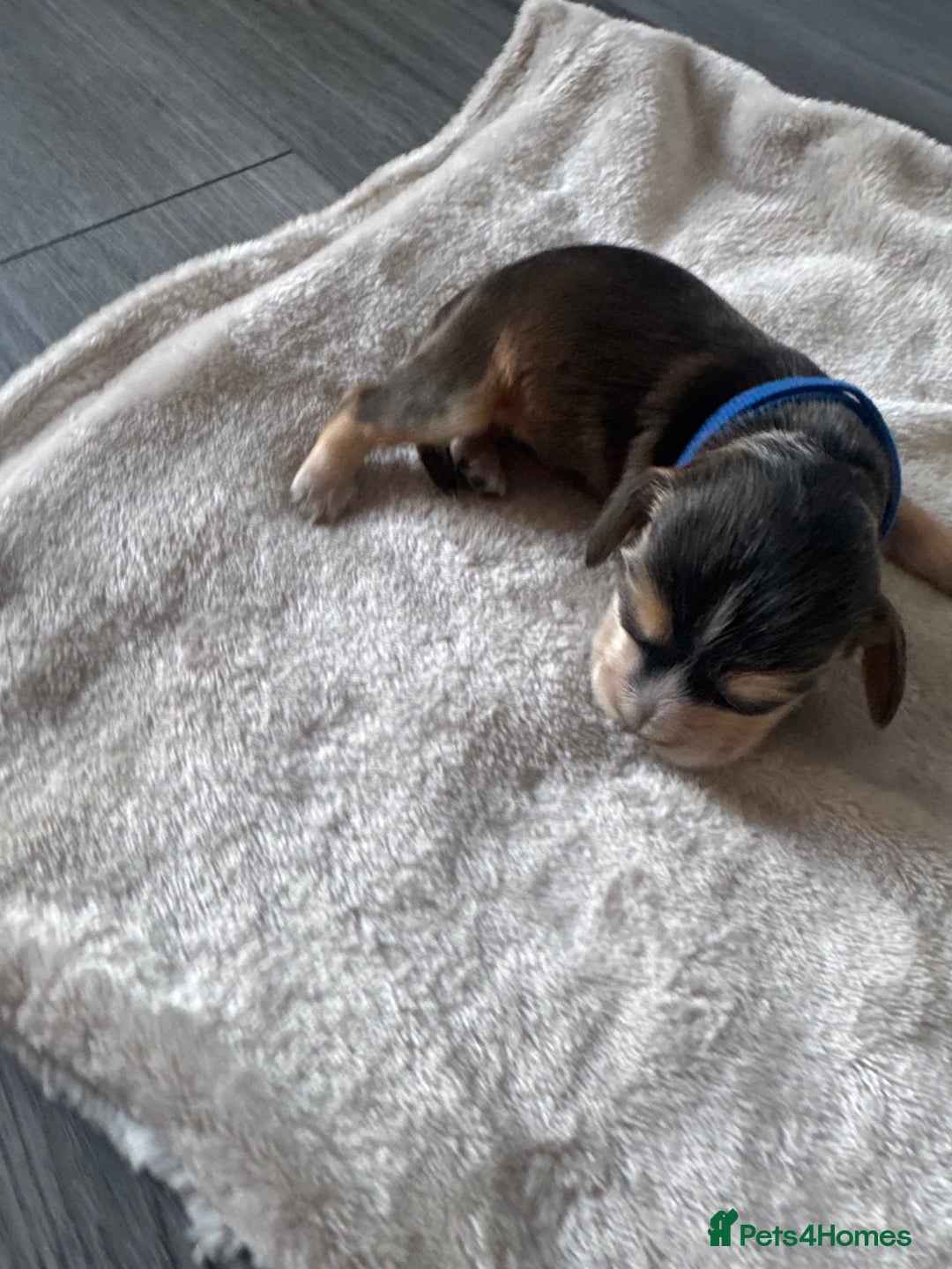 Cocker Spaniel dogs for sale: Stunning KC show cocker spaniels  - Image 15