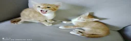 Bengal cats for sale: Bengal Tiger x British short haired  - Advert 2