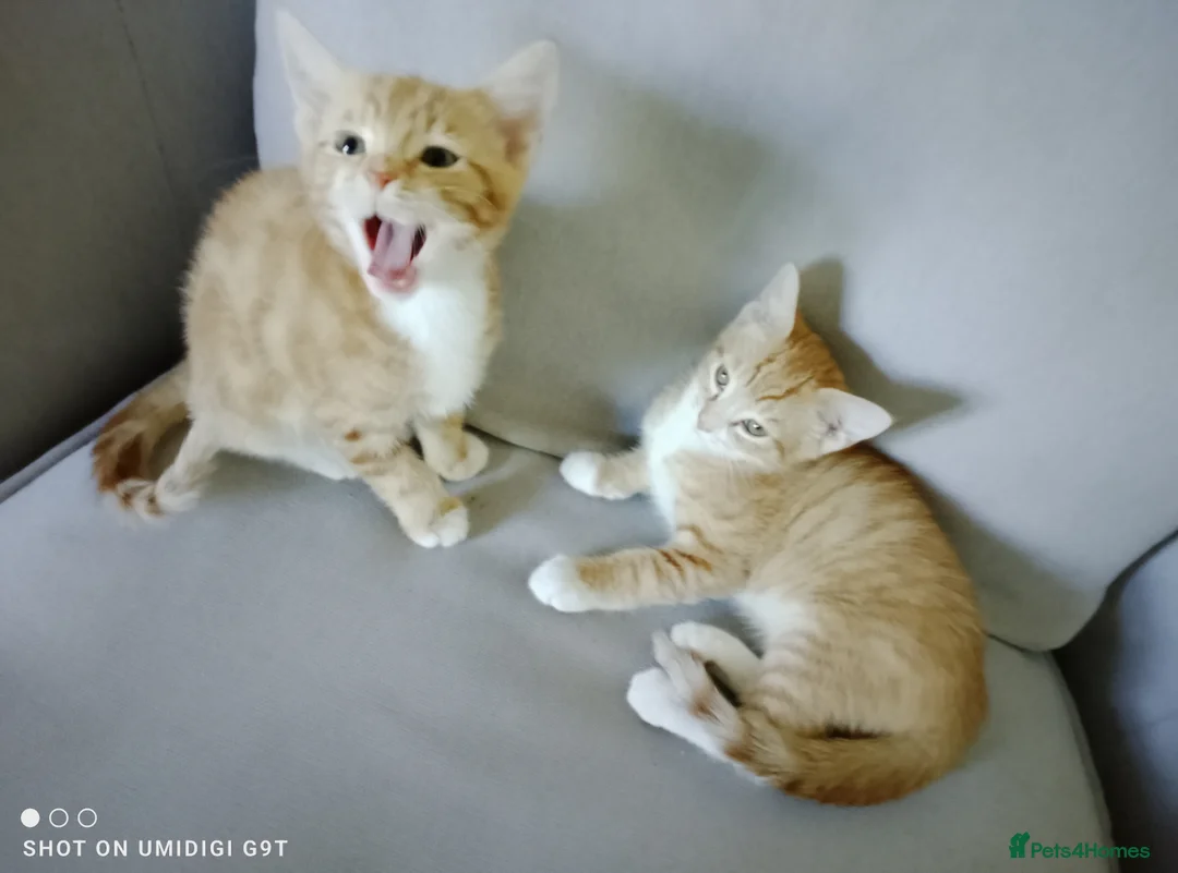 Bengal cats for sale: Bengal Tiger x British short haired  - Advert 2