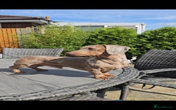 Miniature Dachshund dogs for stud: Miniature Dachshund Isabella dapple stud  - Image 5