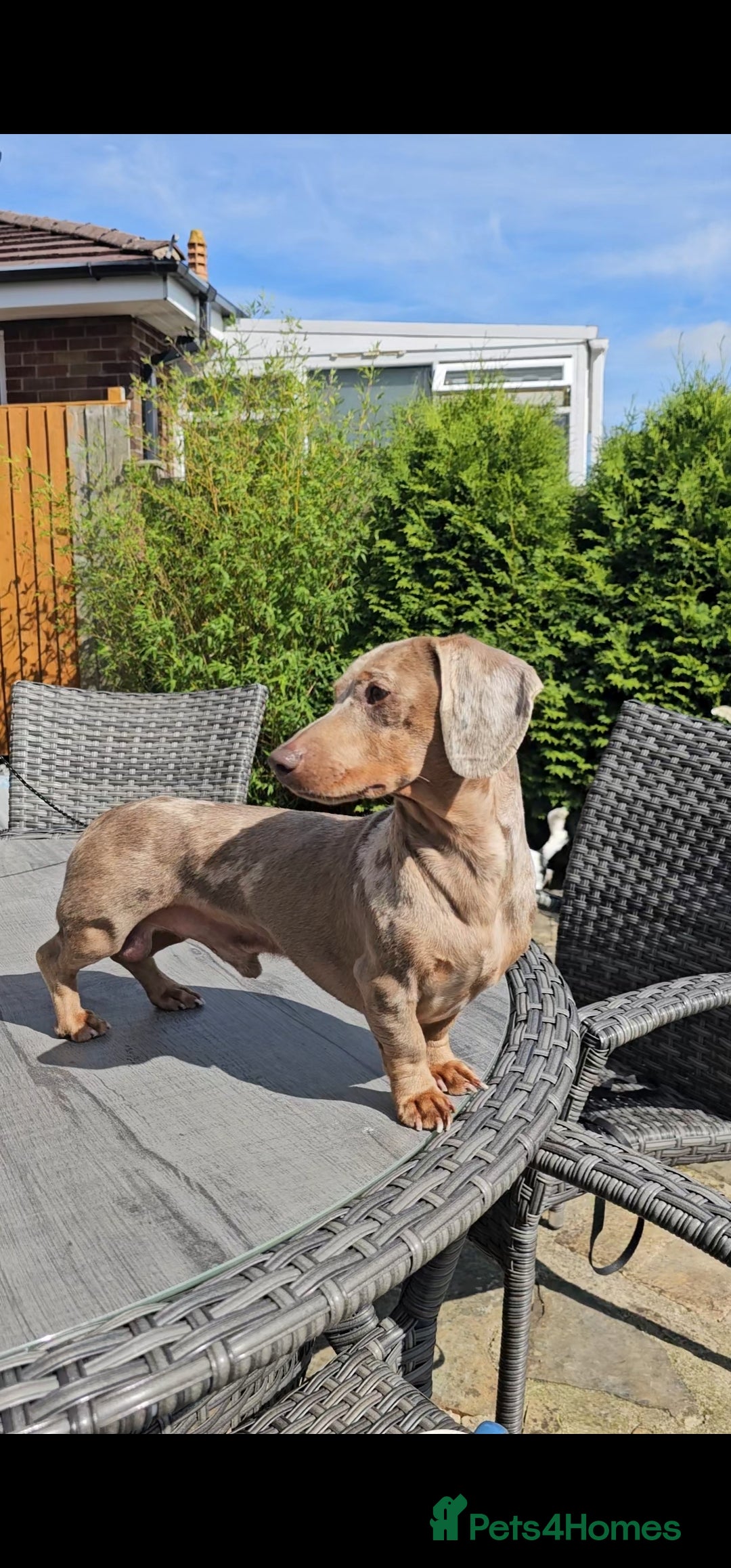 Miniature Dachshund dogs for stud: Miniature Dachshund Isabella dapple stud  - Image 5