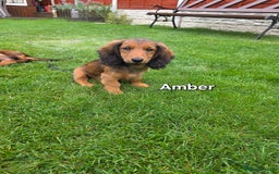 Dachshund dogs for sale: Red long-haired standard dachshund puppies - Image 18