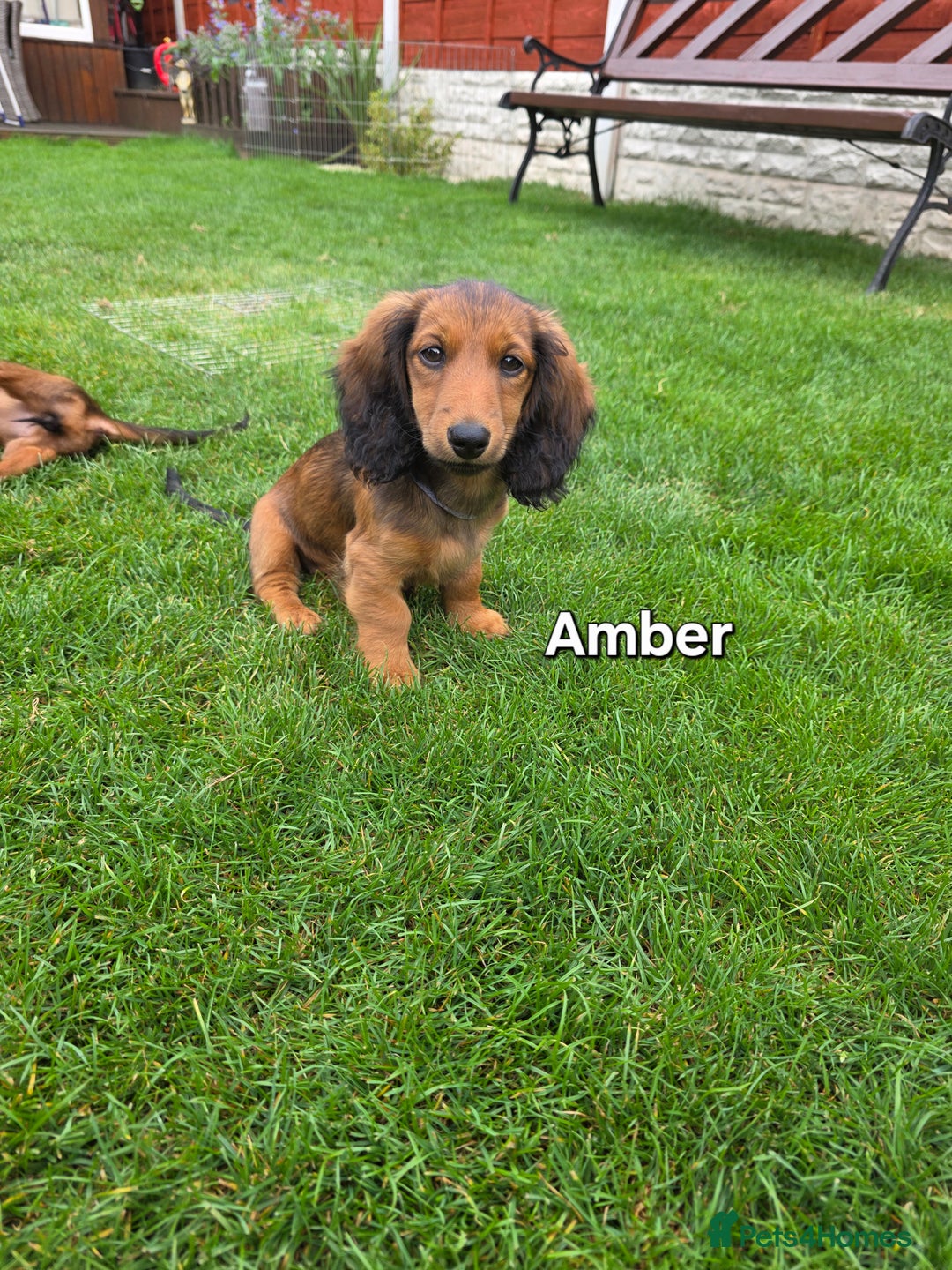 Dachshund dogs for sale: Red long-haired standard dachshund puppies - Image 18