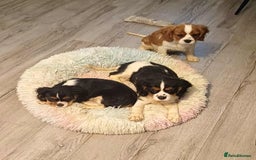 Cavalier King Charles Spaniel dogs for sale: Beautiful quality kc registered cavalier puppies  - Image 10