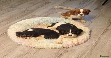 Cavalier King Charles Spaniel dogs - Advert 2