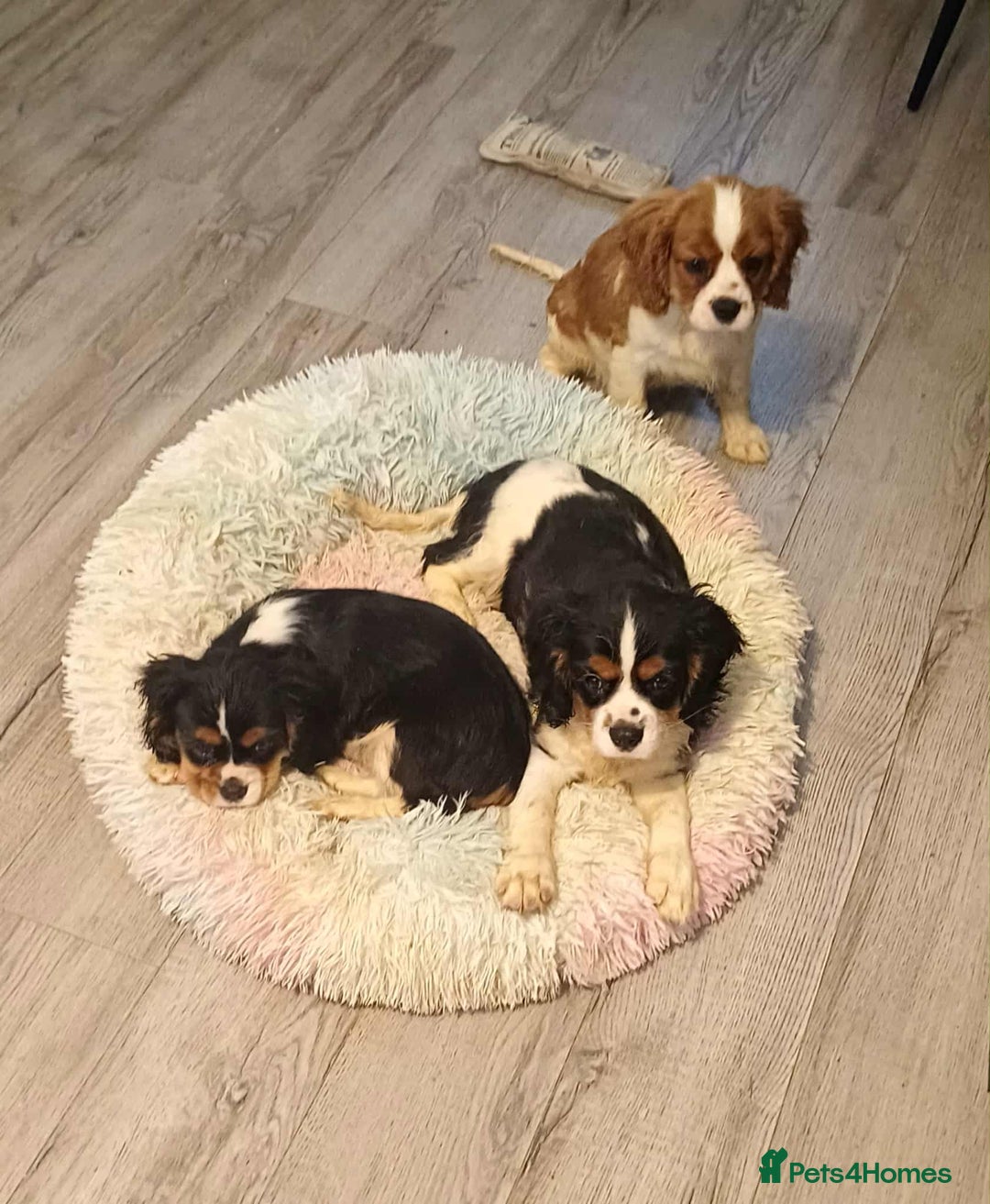Cavalier King Charles Spaniel dogs for sale: Beautiful quality kc registered cavalier puppies  - Image 10