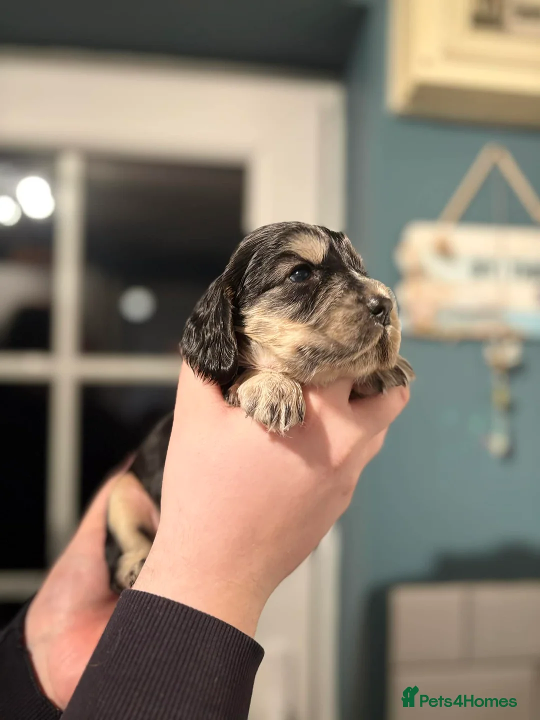 Cocker Spaniel dogs for sale: Last little boy looking for his sofa 🐾 - Advert 8