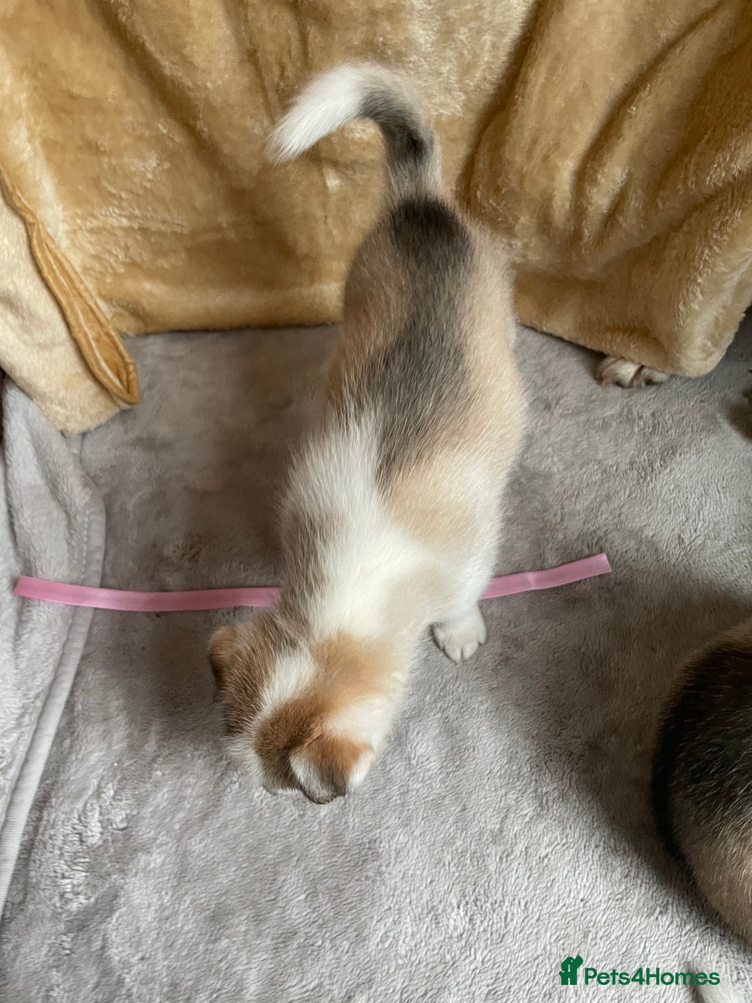 Siberian Husky dogs for sale: Siberian Husky Puppies  - Advert 10