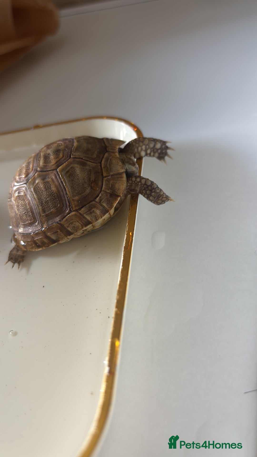 Tortoise reptiles for sale: Tortoise - Image 7
