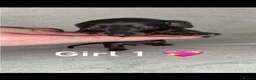 Miniature Dachshund dogs for sale: Miniature dachshund puppies  - Advert 13