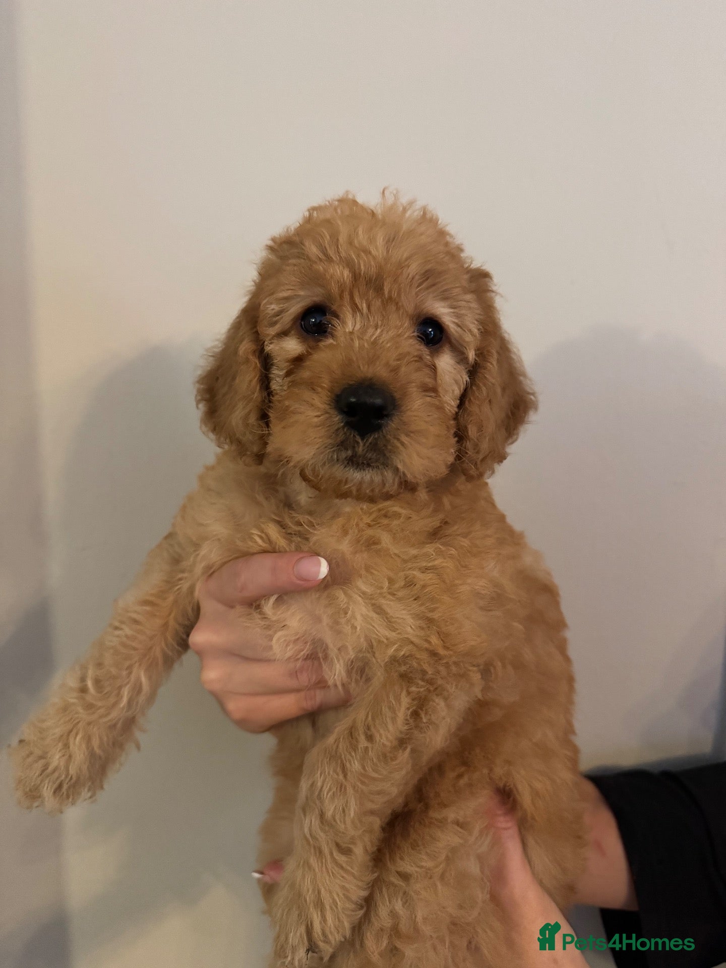 Labradoodle dogs ❤️ Beautiful Red F1b Labradoodle Puppies ❤️ - Advert 1