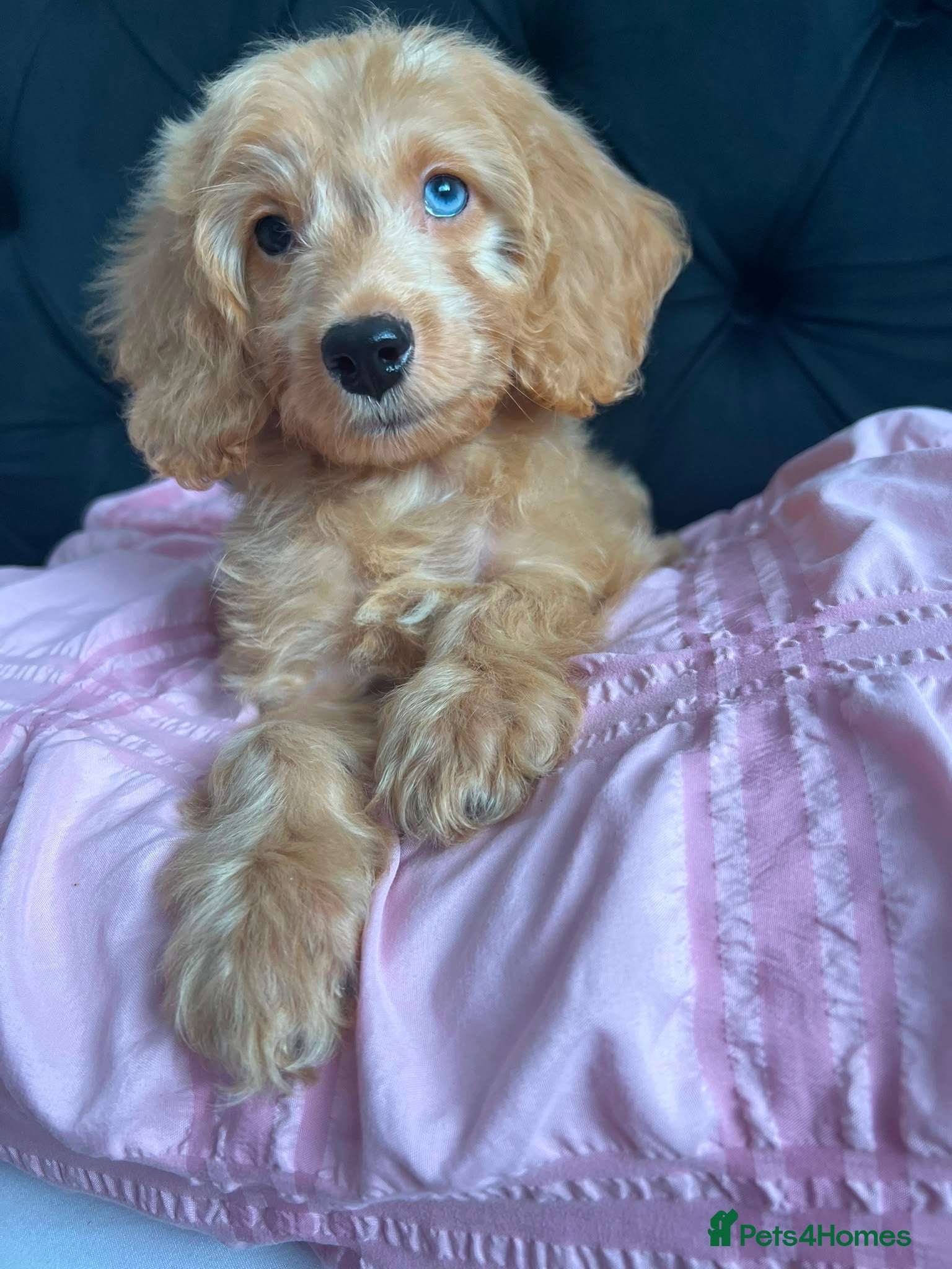Cockapoo dogs   2 Cockapoo boy puppies  - Advert 1