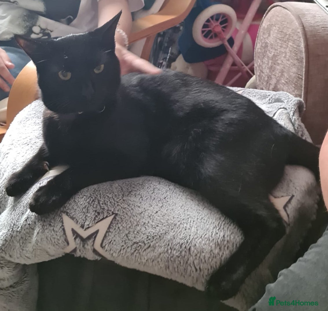 Mixed Breed cats Binx-feral but cuddly needs farm home - Advert 1