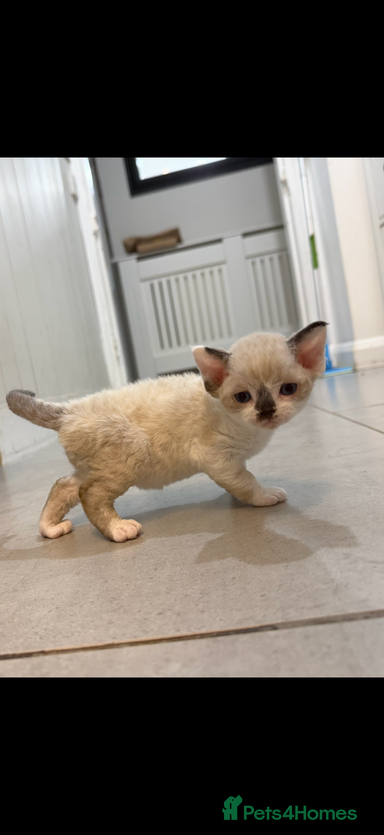 Devon Rex cats TICA Active kittens  - Advert 2