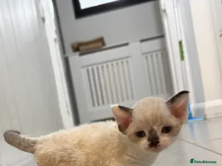 Devon Rex cats TICA Active kittens - Advert 2