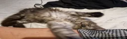 Maine Coon cats for sale: 2 beautiful Maine Coones left - Advert 17
