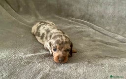 Dachshund dogs for sale: 4 weeks old dashounds - Image 6