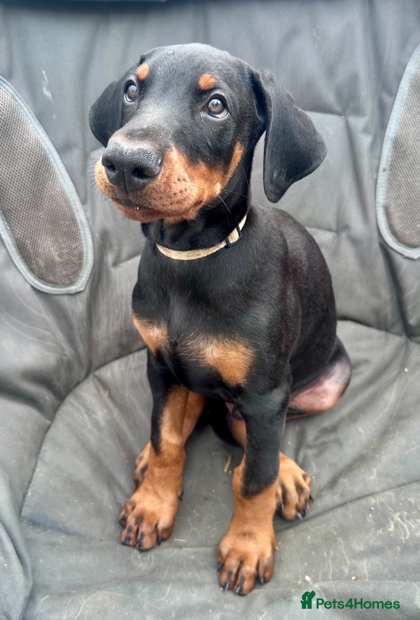 Dobermann dogs Health tested European puppies  - Advert 2