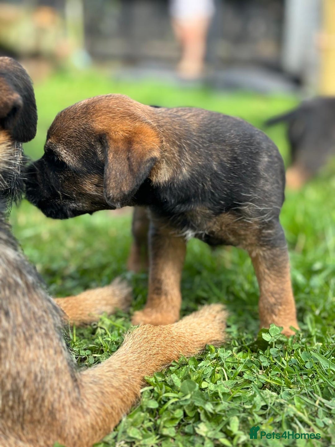 Border Terrier dogs for sale: Stunning litter of border terrier puppies  - Image 6