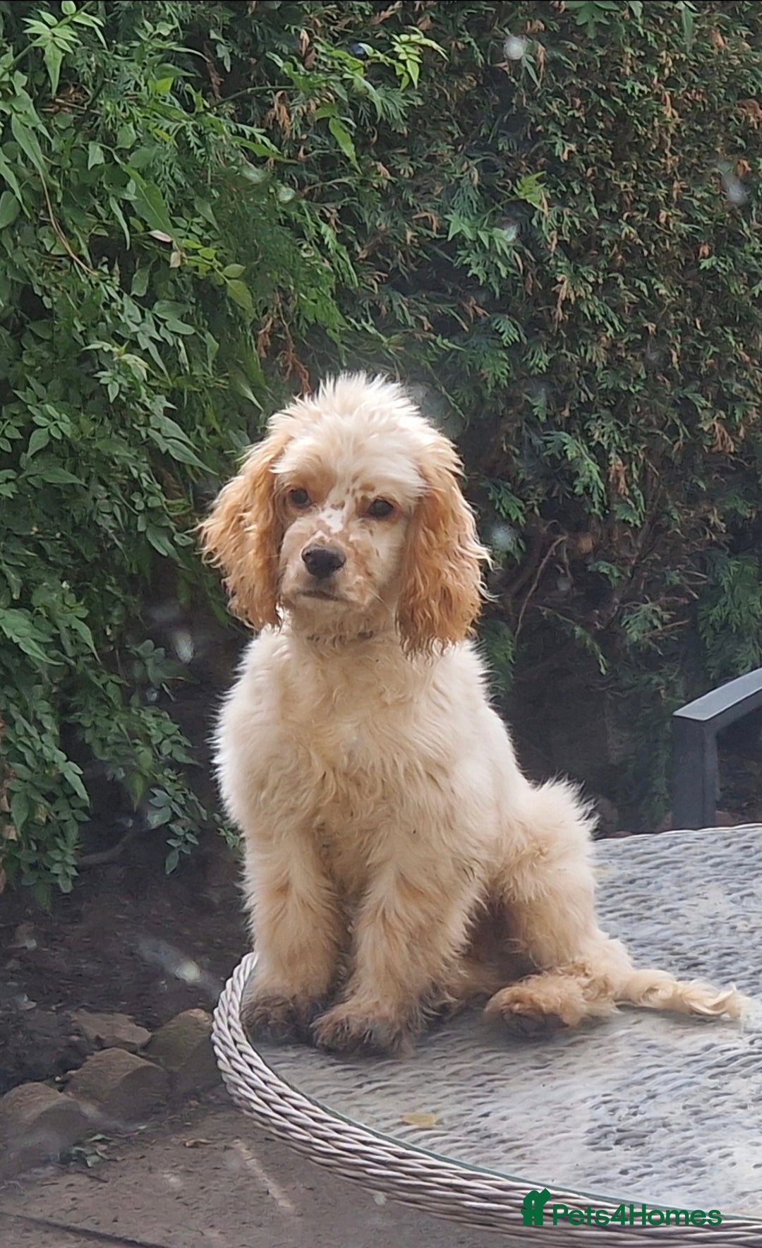 American Cocker Spaniel dogs for sale: 9 month old American Cocker Spaniel for rehoming  - Advert 1