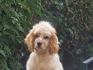 American Cocker Spaniel dogs 9 month old American Cocker Spaniel for rehoming - Advert 1