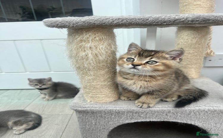 British Shorthair cats - Advert 7