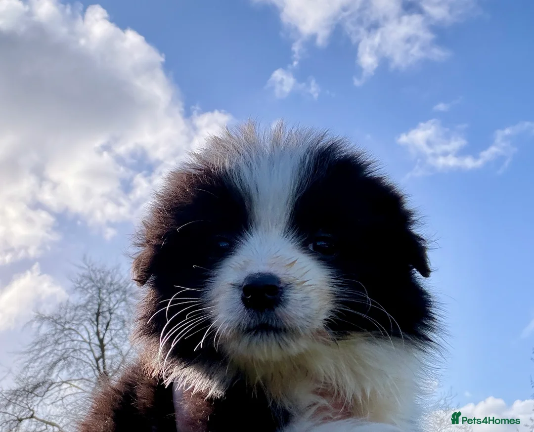 Border Collie dogs for sale: Beautiful litter of Border Collies - Advert 2