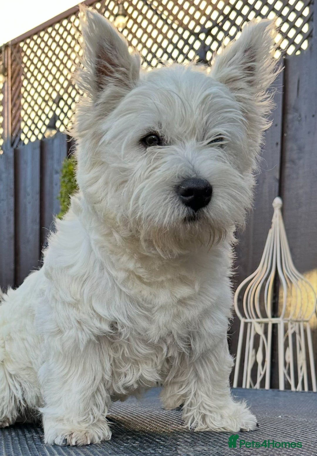 West Highland Terrier dogs for sale: Mr P Bradford  - Image 10
