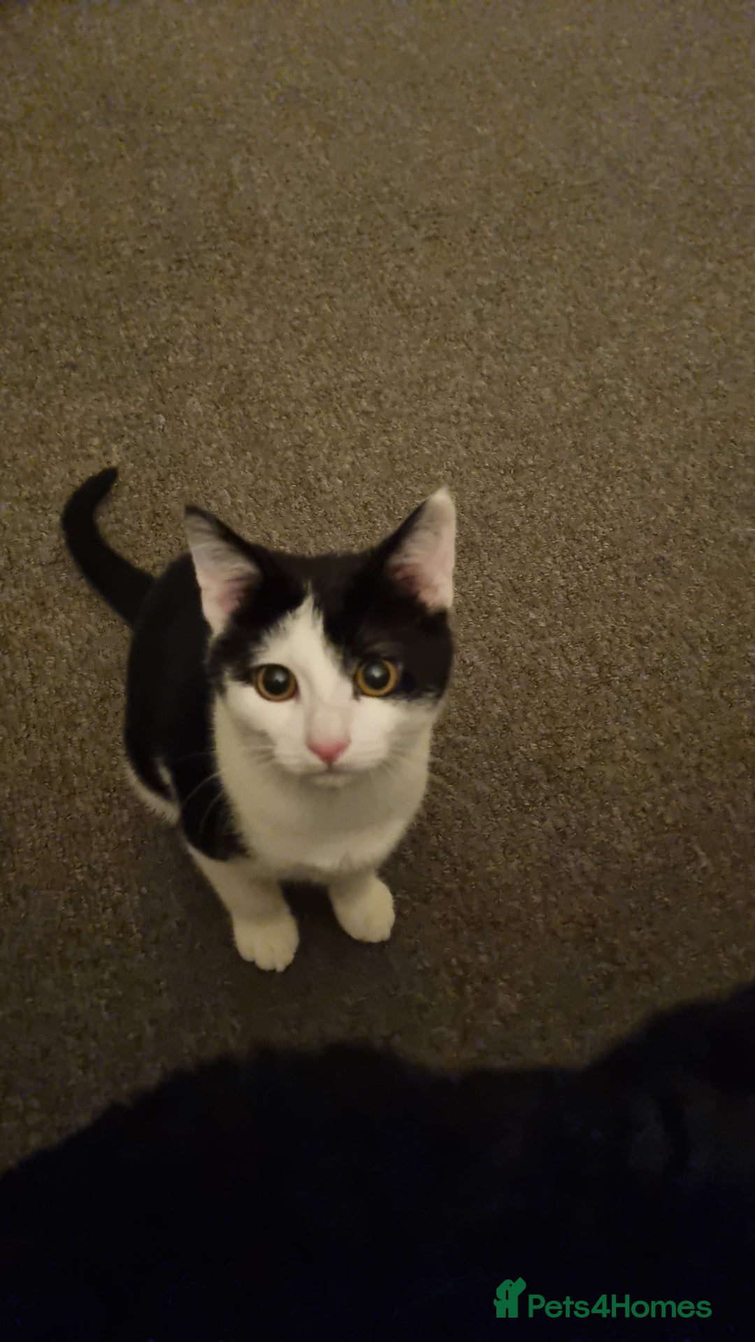 Domestic Shorthair cats for sale: Lovely Male Kitten - Advert 4