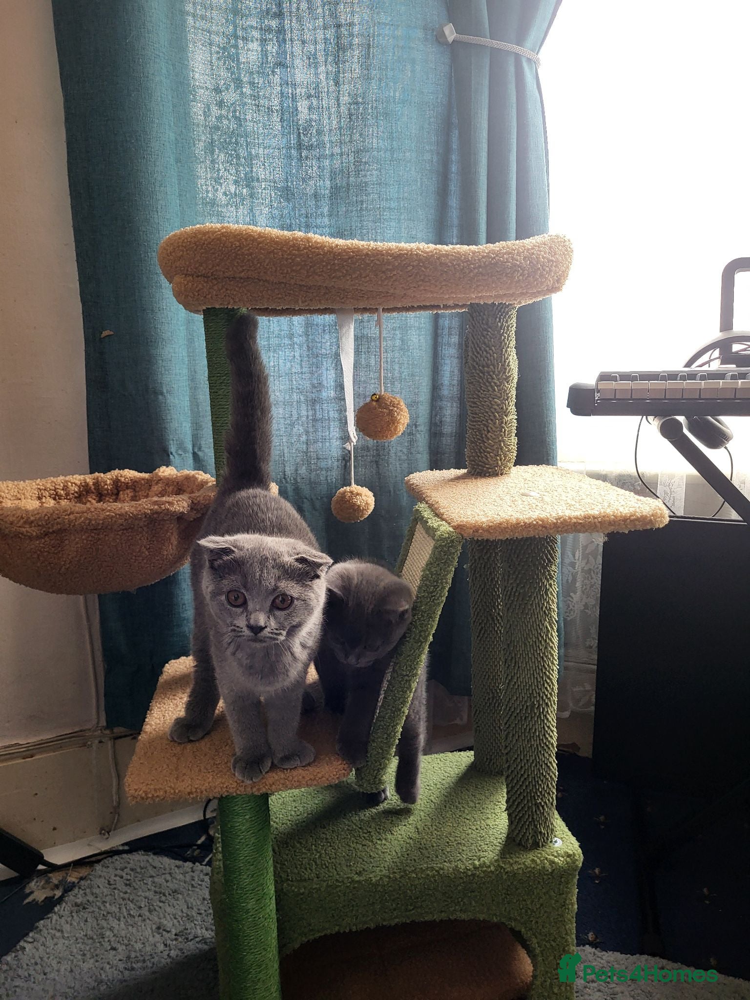 Scottish Fold cats Scottish fold kitten for sale - Advert 2