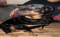 Rottweiler dogs for sale: Beautiful Female Rottweiler Looking For New Home - Image 3