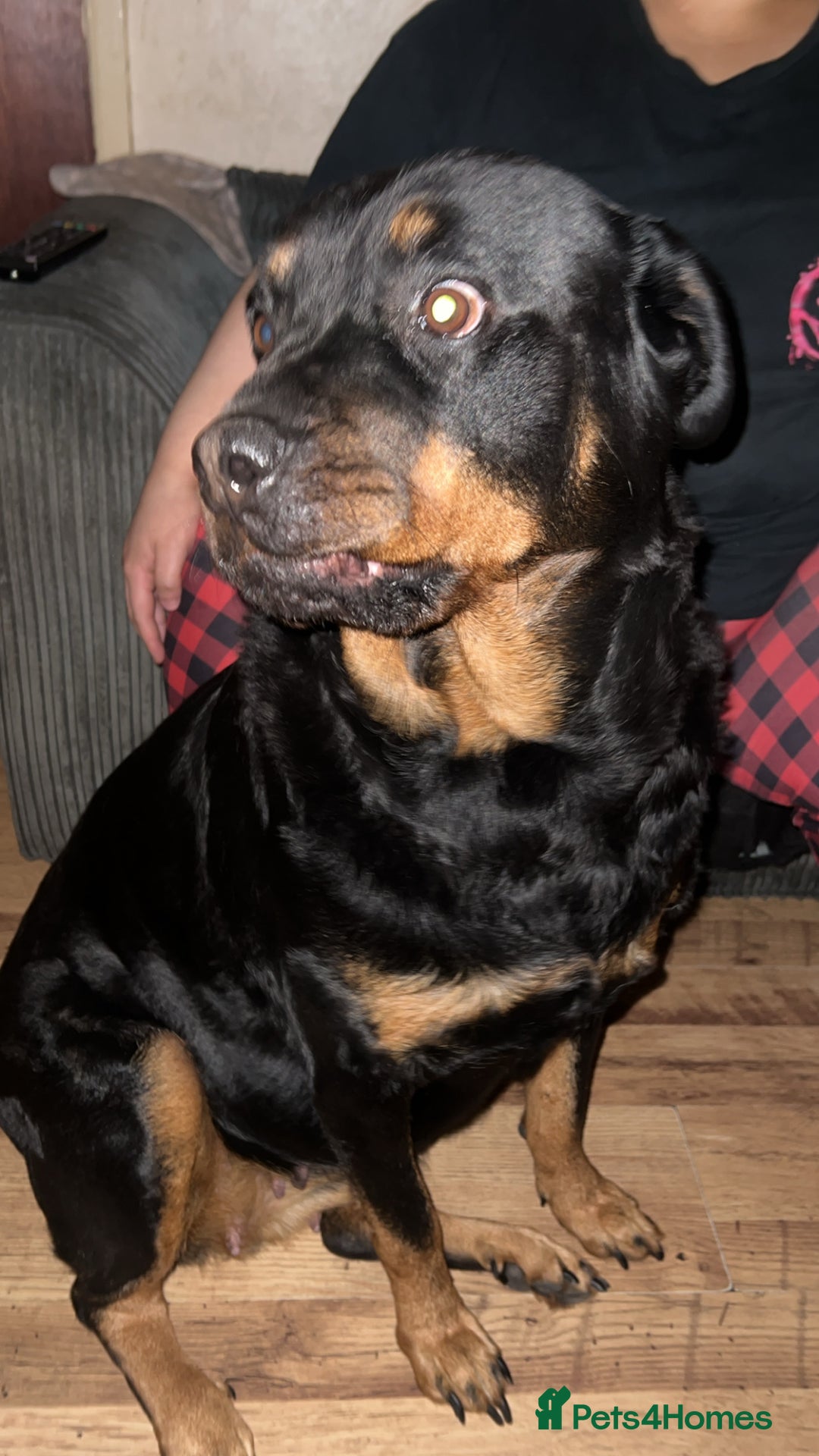 Rottweiler dogs for sale: Beautiful Female Rottweiler Looking For New Home - Image 3