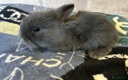 Mini Lop rabbits for sale: Two different litters of rabbits - Image 8