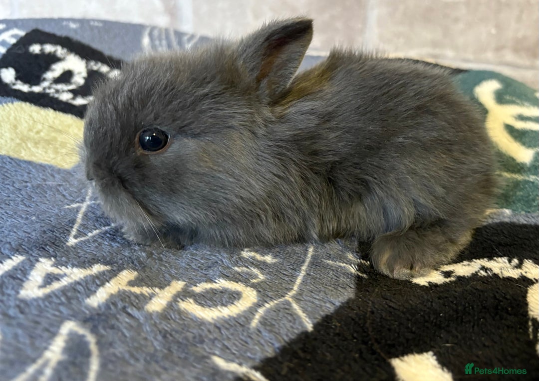 Mini Lop rabbits for sale: Two different litters of rabbits - Image 8