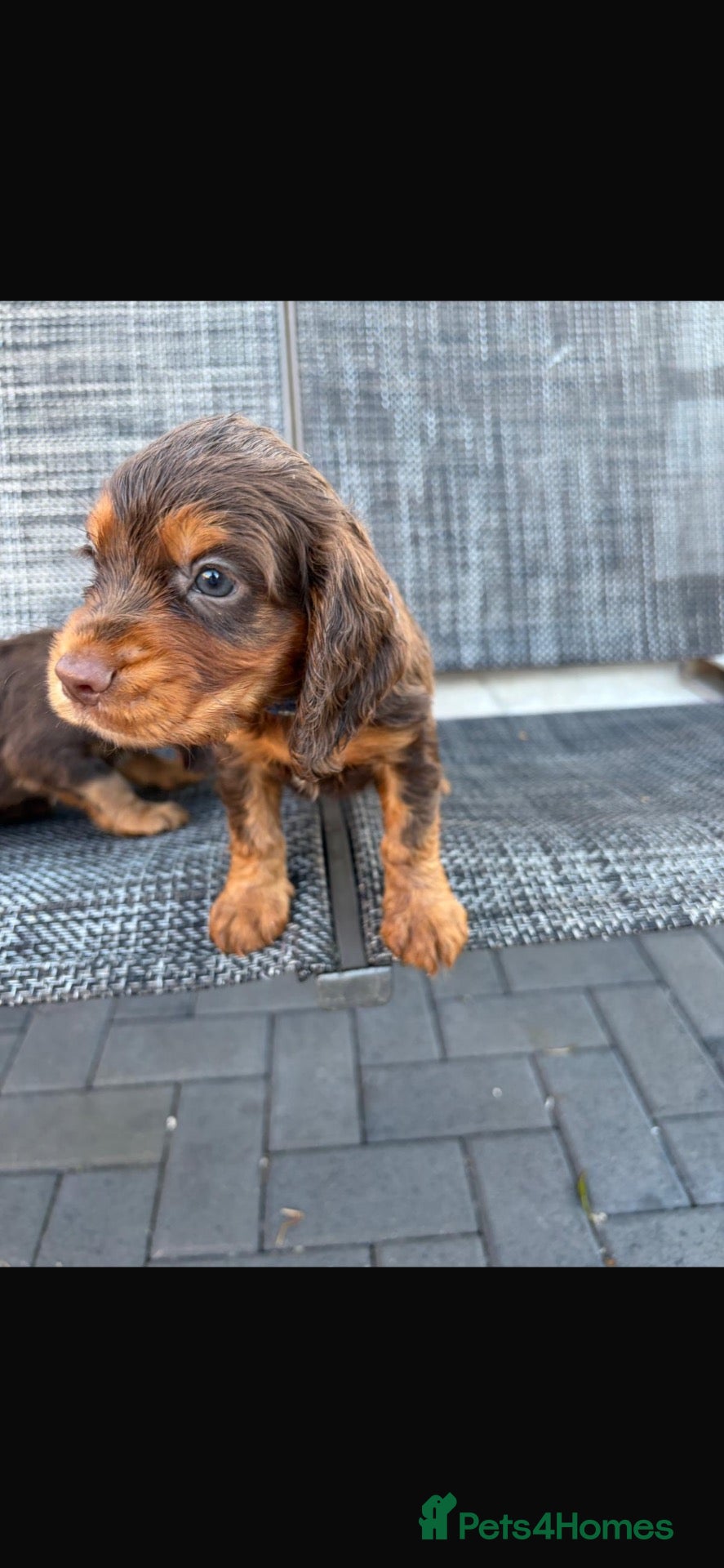 Cocker Spaniel dogs Beautiful working cockers  - Advert 2