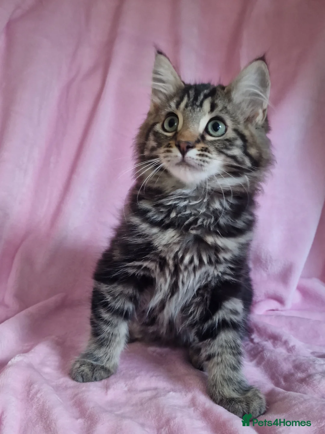 Mixed Breed cats for sale: Cute kittens  - Advert 3