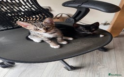 Mixed Breed cats for sale: 4 beautiful kittens for sale  - Image 2