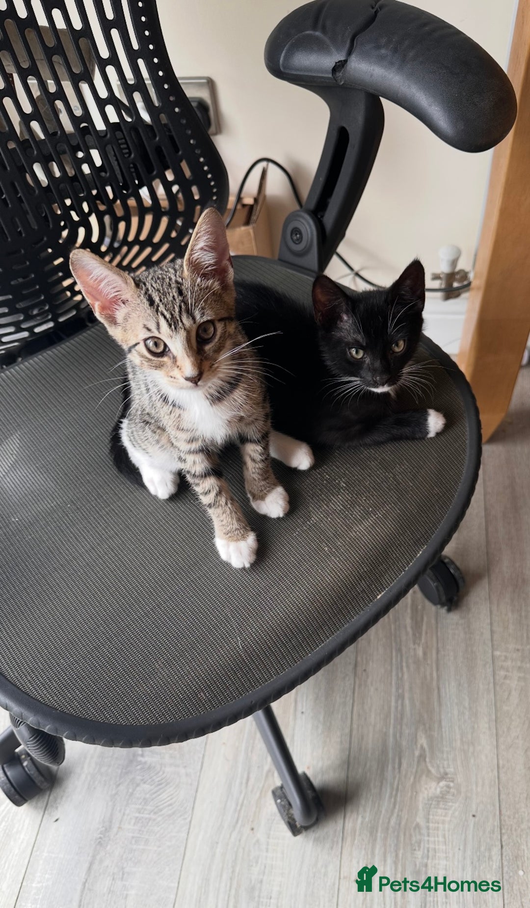 Mixed Breed cats for sale: 4 beautiful kittens for sale  - Image 2