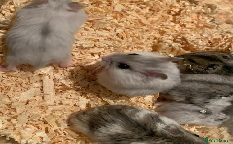 Hamster rodents - Advert 1