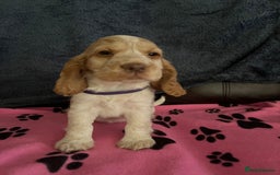 Cocker Spaniel dogs for sale: Stunning show type cocker spaniel puppies  - Image 21