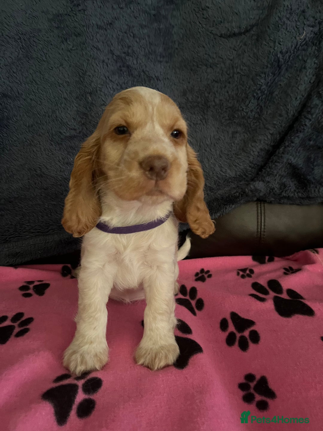 Cocker Spaniel dogs for sale: Stunning show type cocker spaniel puppies  - Image 21