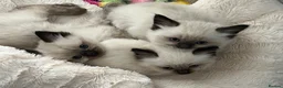 Ragdoll cats for sale: Beautiful litter of furry friends🩵🩷 - Advert 2