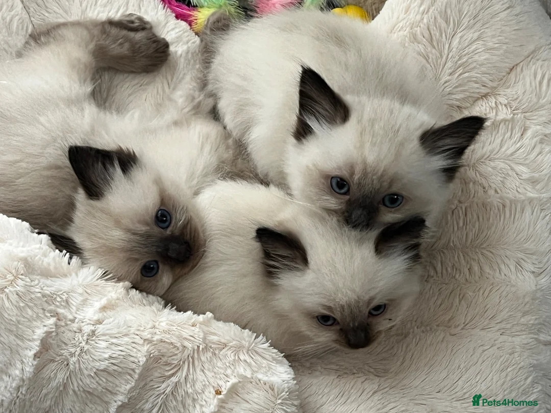Ragdoll cats for sale: Beautiful litter of furry friends🩵🩷 - Advert 2