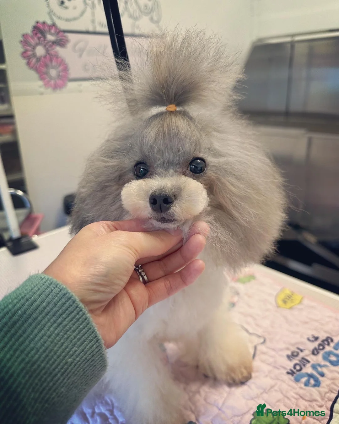 Toy Poodle dogs for stud: 7.5inch Toy HEALTH TESTED ASIAN IMPORT in Guildford - Advert 9