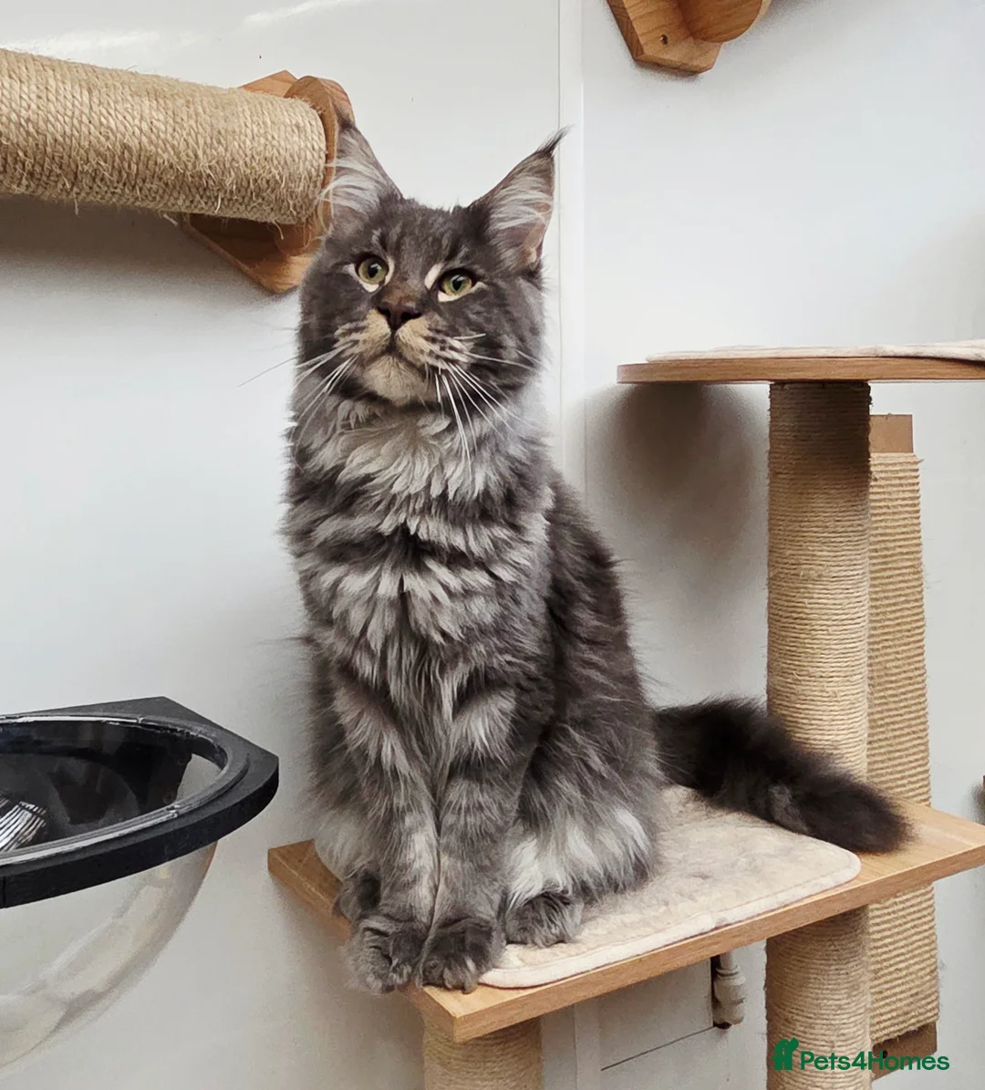 Maine Coon cats for sale: 2 Stunning GCCF Kittens Available.  - Advert 5