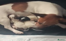 Jack Russell dogs for sale: Jack russell puppies  - Image 4